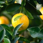 Bright yellow lemon growing on a tree surrounded by green leaves