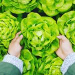 A fresh head of lettuce growing in the garden almost ready for harvest