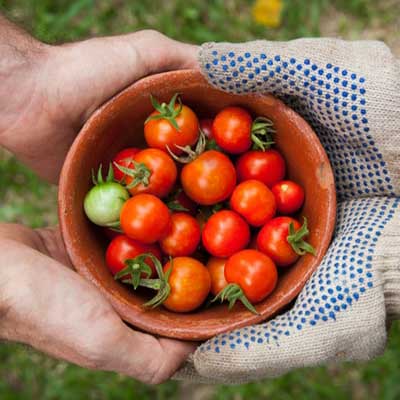 Fresh small red tomatoes in a bowl grown in Kittitas County