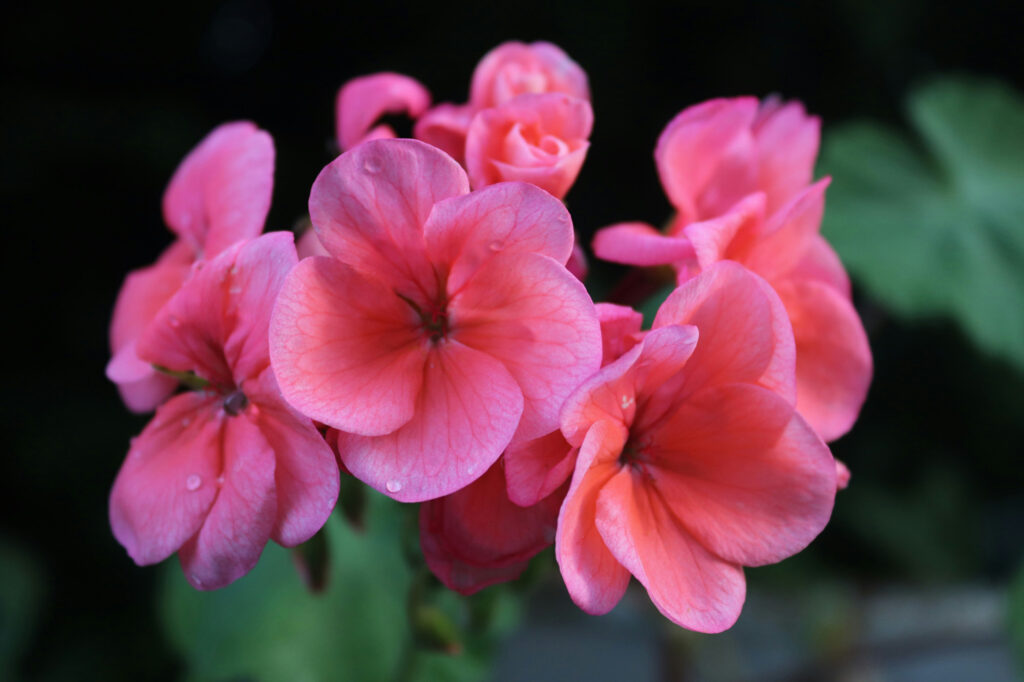 A pink annual flower glistening with morning dew in the soft early light