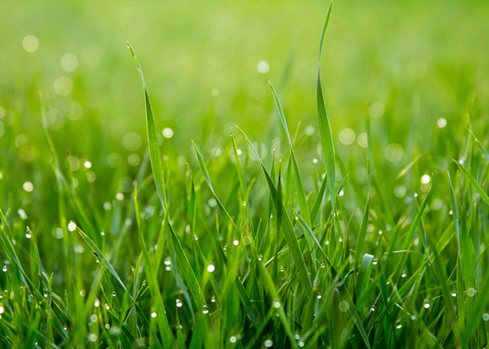 Freshly installed sod creating a lush, green lawn.