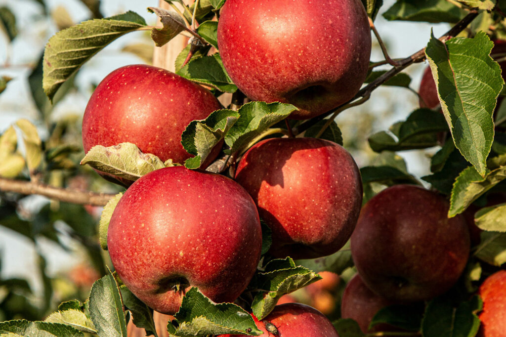 Ripe Eastern Washington apples hanging from the tree ready for picking