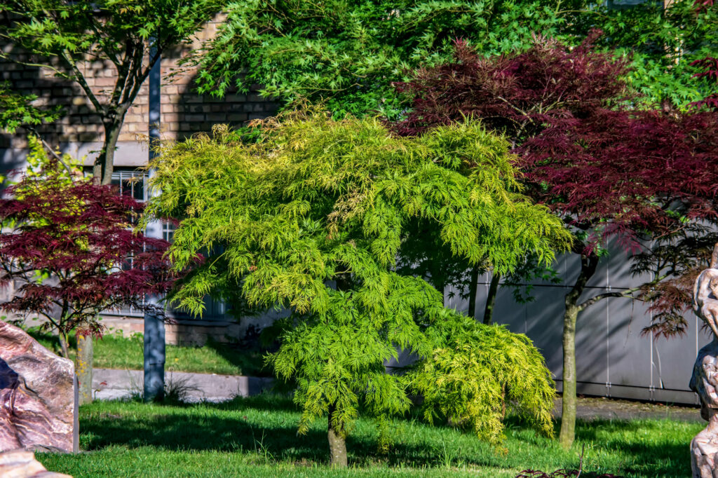 A young ornamental tree with vibrant foliage, ready to grow into a stunning landscape feature