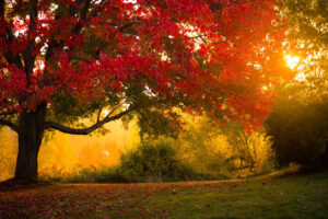 Autumn scene featuring vibrant red foliage of a maple tree illuminated by golden sunlight, enhancing the beauty of outdoor spaces ideal for landscaping and gardening inspiration.